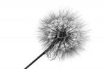 Keine Pusteblume