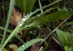 Gräser nach Regen