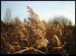 Gras in der Abendsonne