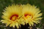 Astrophytum_myriostigma