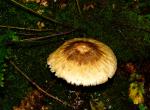 unbekannter Pilz 08