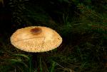 unbekannter Pilz 10