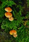 unbekannter Pilz