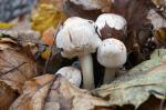 Familie Champignon