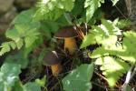 Pilz im Wald