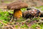 Pilz_neu