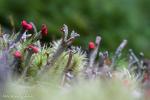 Cladonia