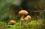 Pilz im Wald