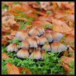 Herbstfarben und Pilze