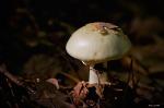 In einer dunklen Ecke im Wald