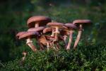 Pilz stacking aus 2 Fotos