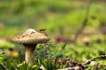 Pilz mit Besucher