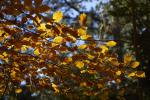 Herbstfarben