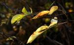 Herbstblätter im Gegenlicht