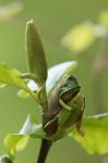 Laubfrosch