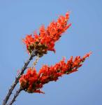 Ocotillo