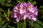 Rhododendron