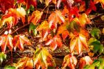 Herbstfarben