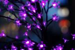 Bokeh-Test2 mit Sony SAL F1,4/50mm