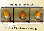Wanted - Rotkehlchen