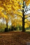 Schloss Rheydt im Herbst