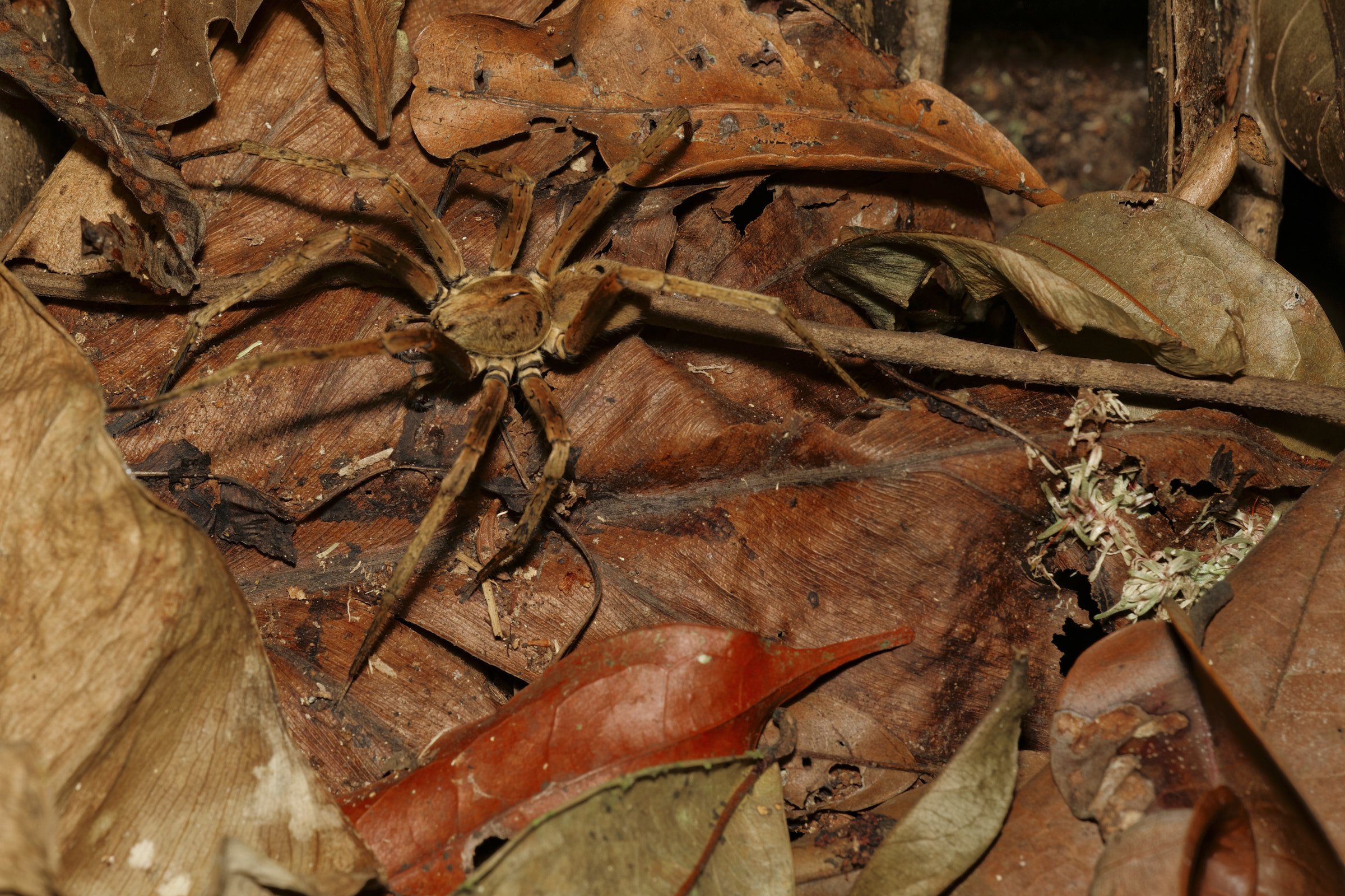 Kammspinne Amazonas