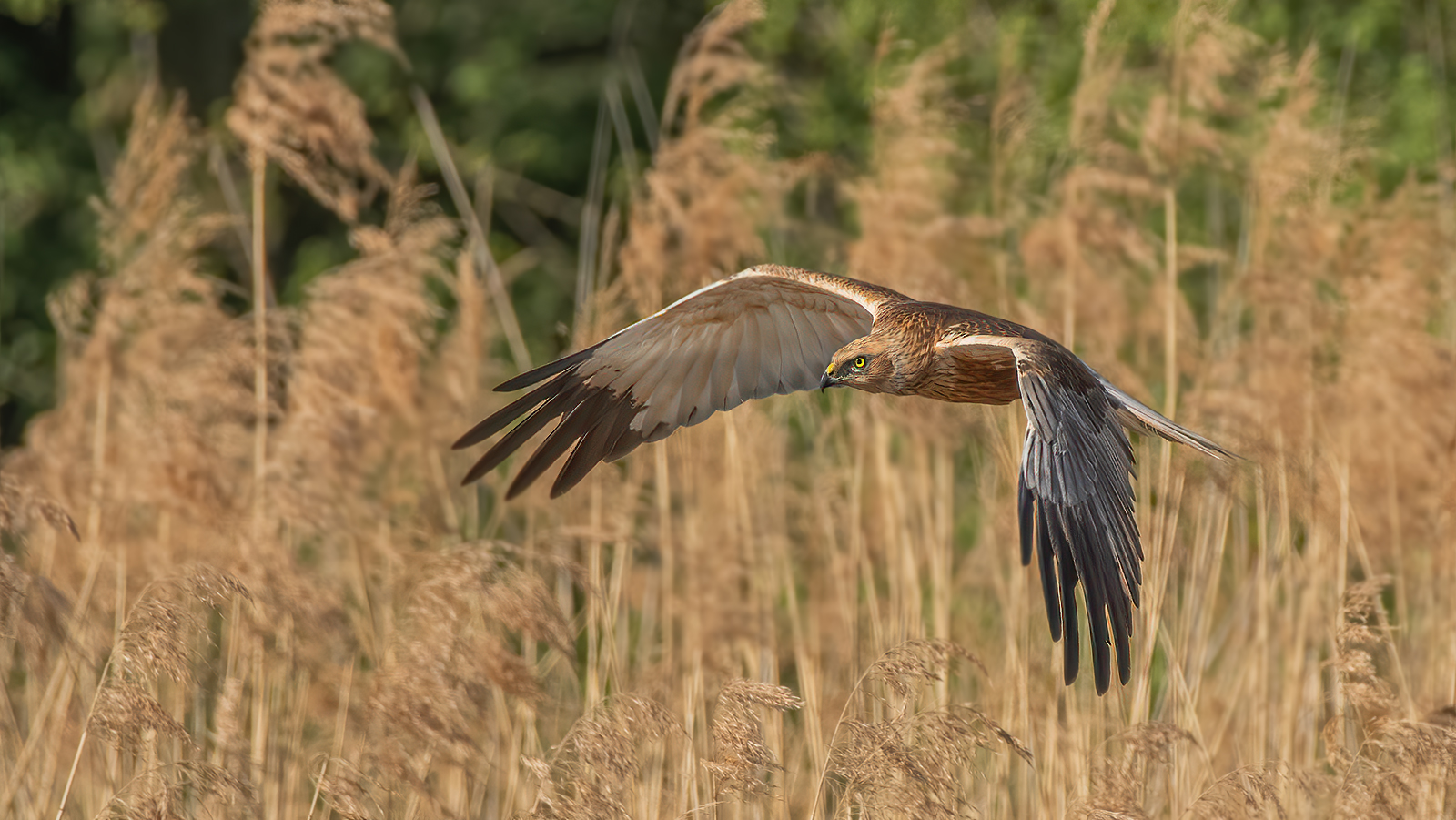 Rohrweine im Suchflug