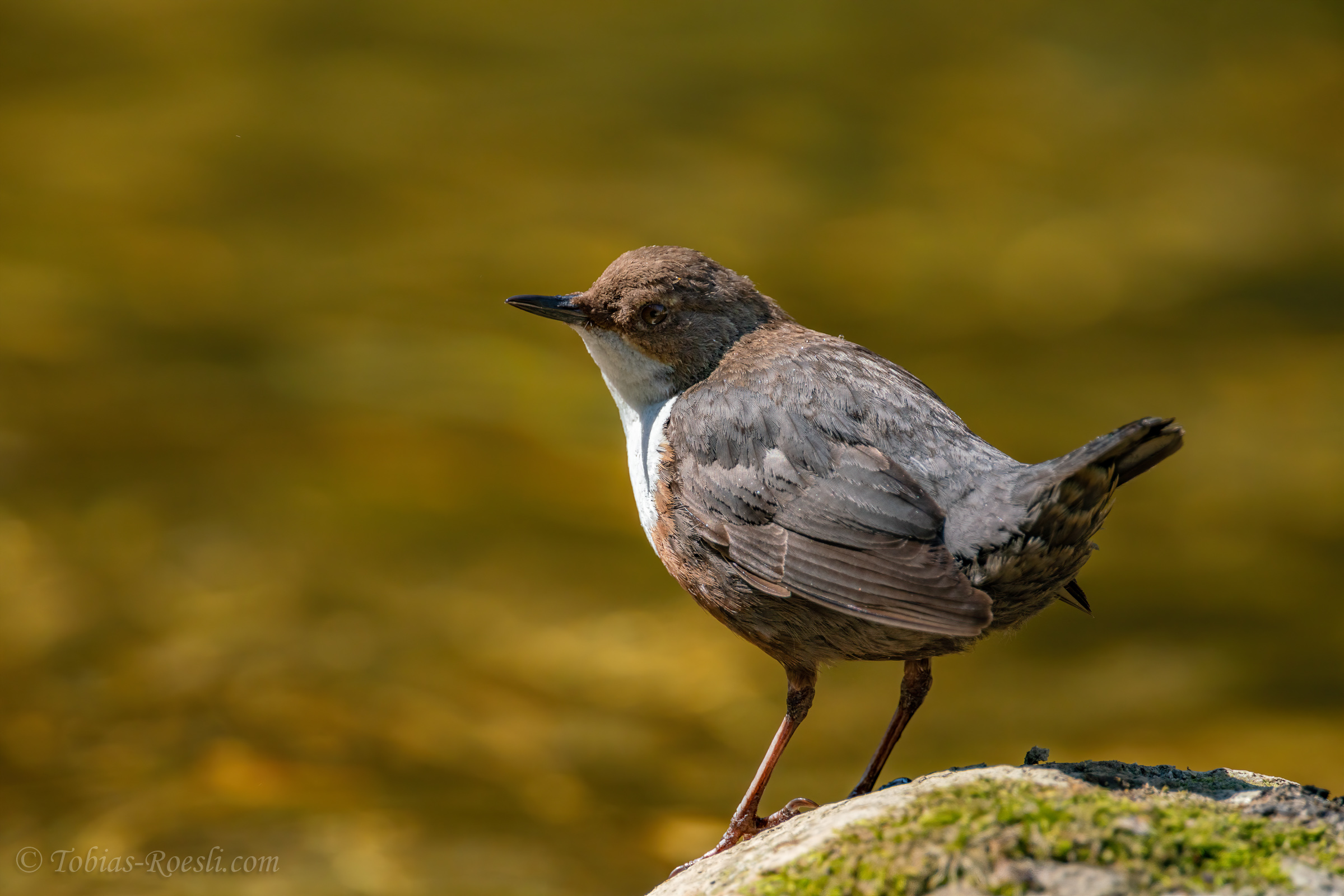 Wasseramsel