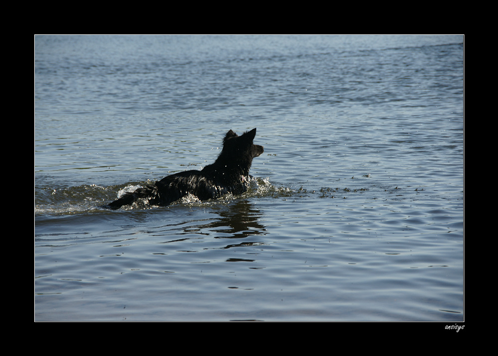 Siyah am Grunewaldsee