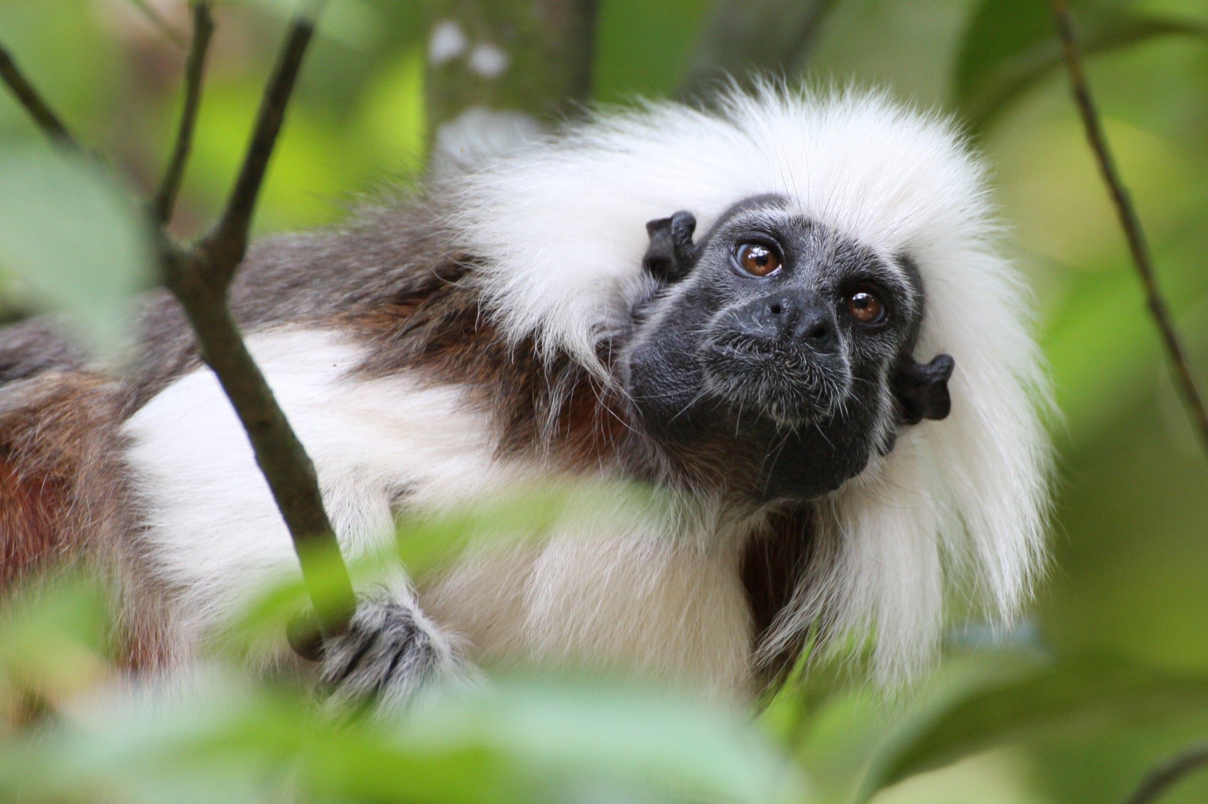 Cotton-top tamarin (Lisztaffe)