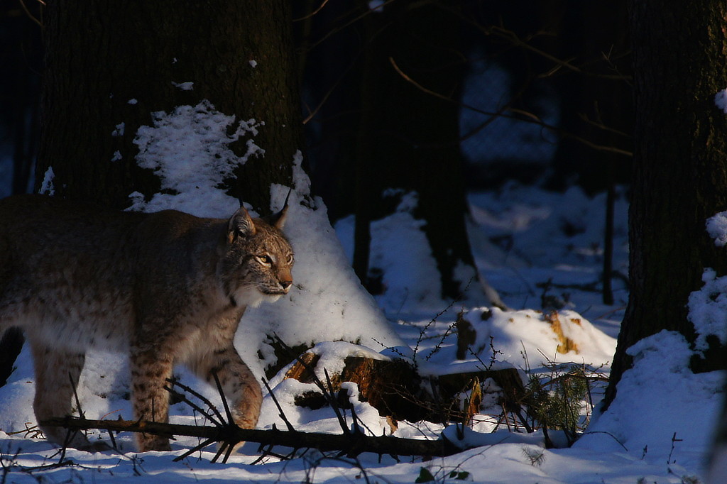 Luchs im Schnee