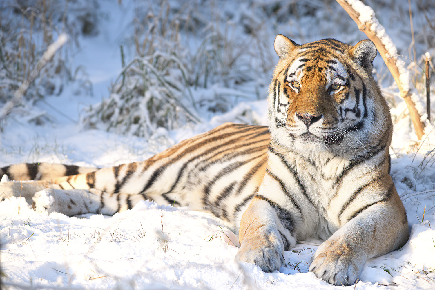Amurtiger( Sibirischer Tiger)