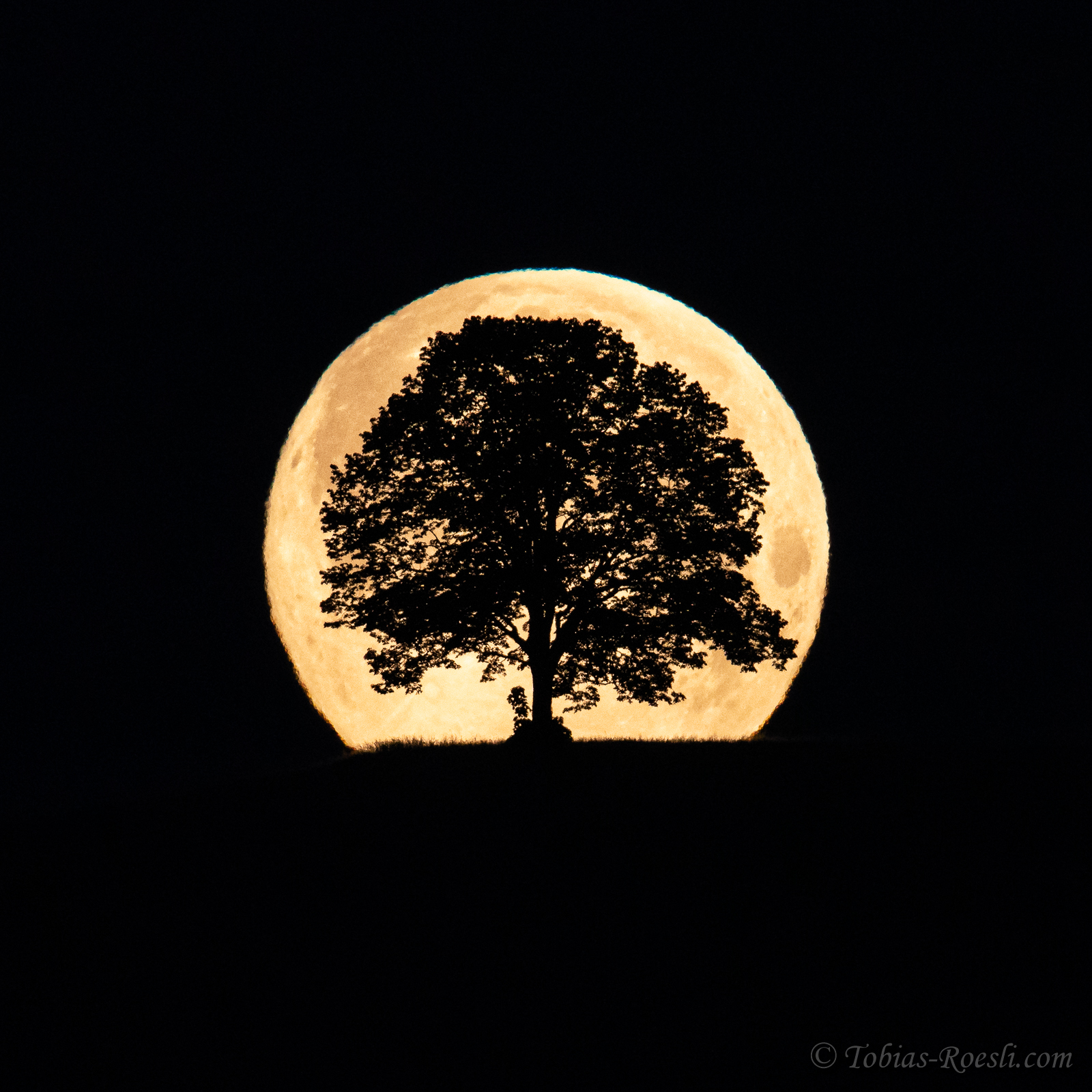 Vollmond hinter unserem Baum