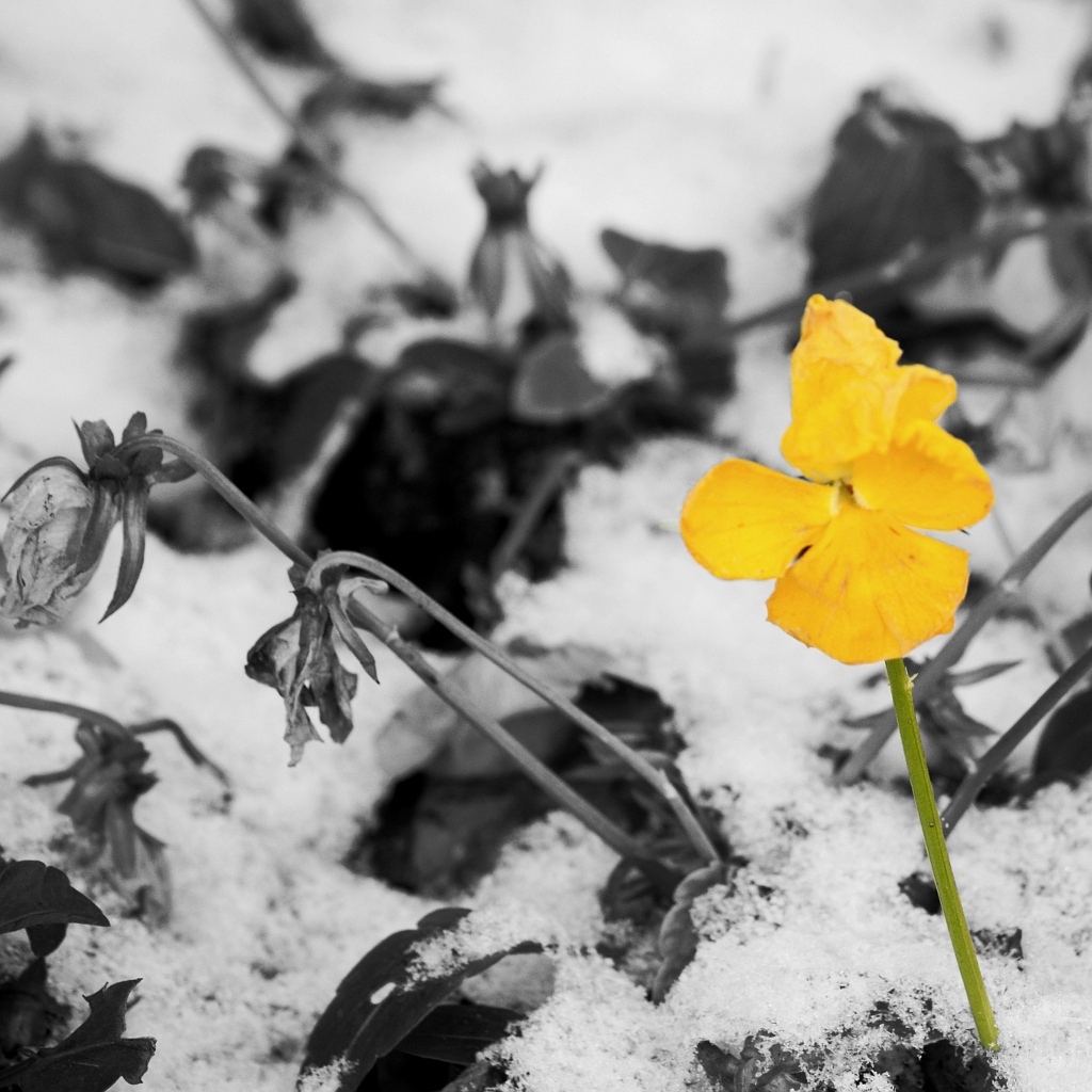 Hoffnung auf den Frühling