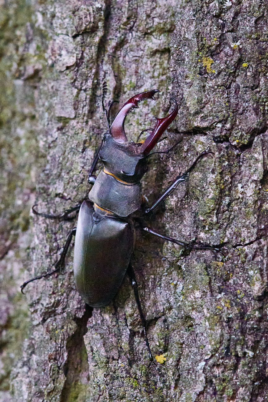 Hirschkäfer