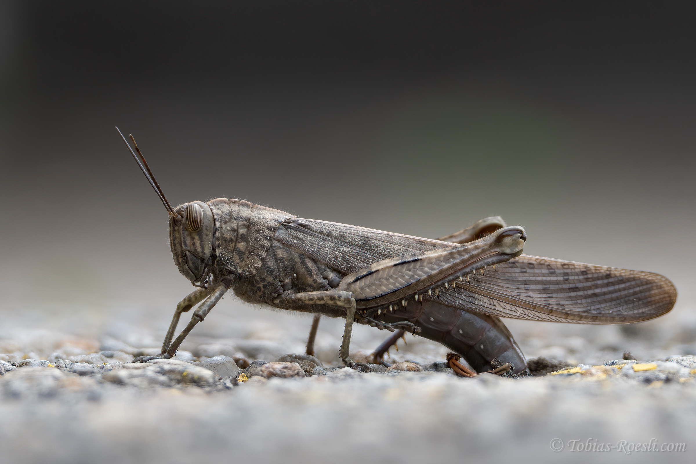 Ägyptische Wanderheuschrecke