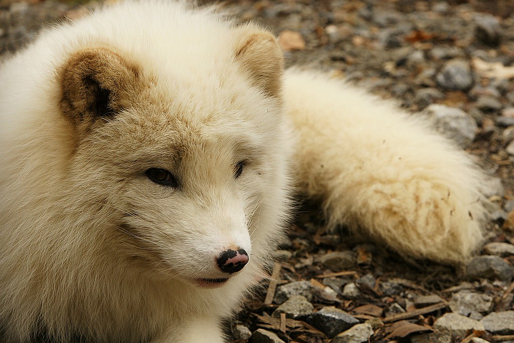 Polarfuchs