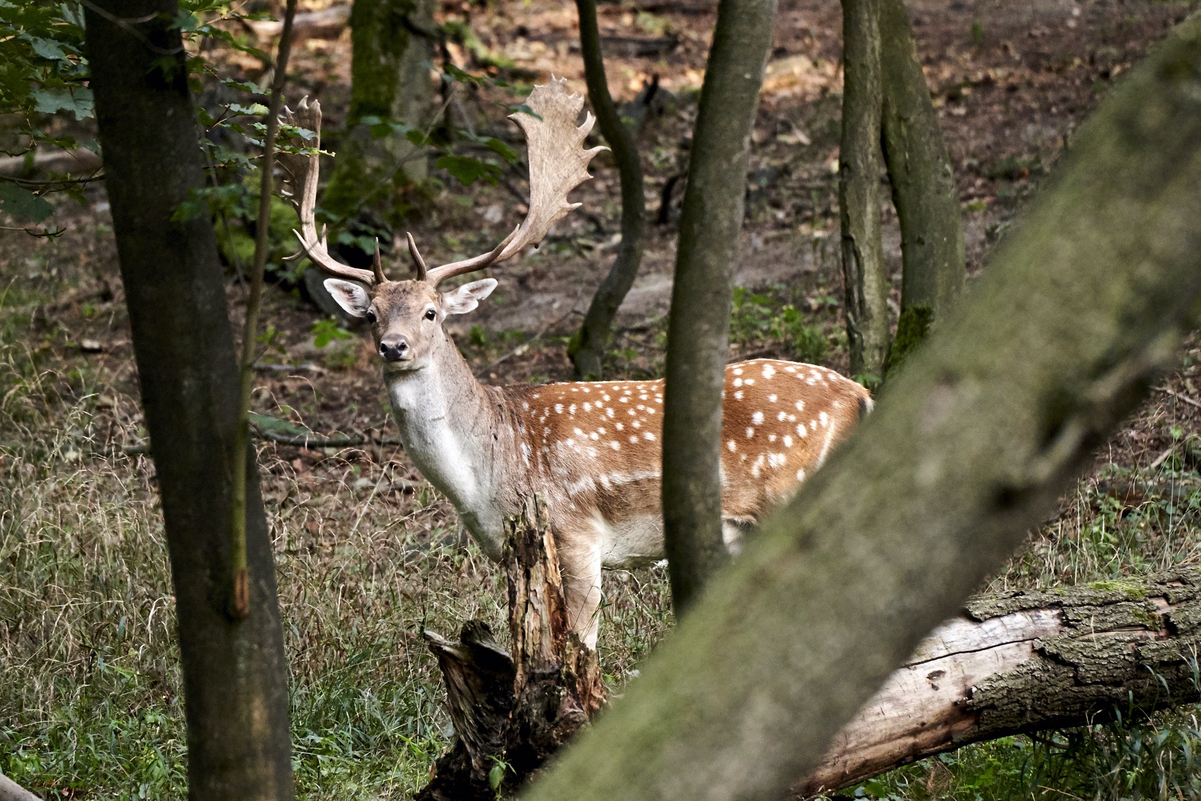 Damwild heller Hirsch sieht mich an