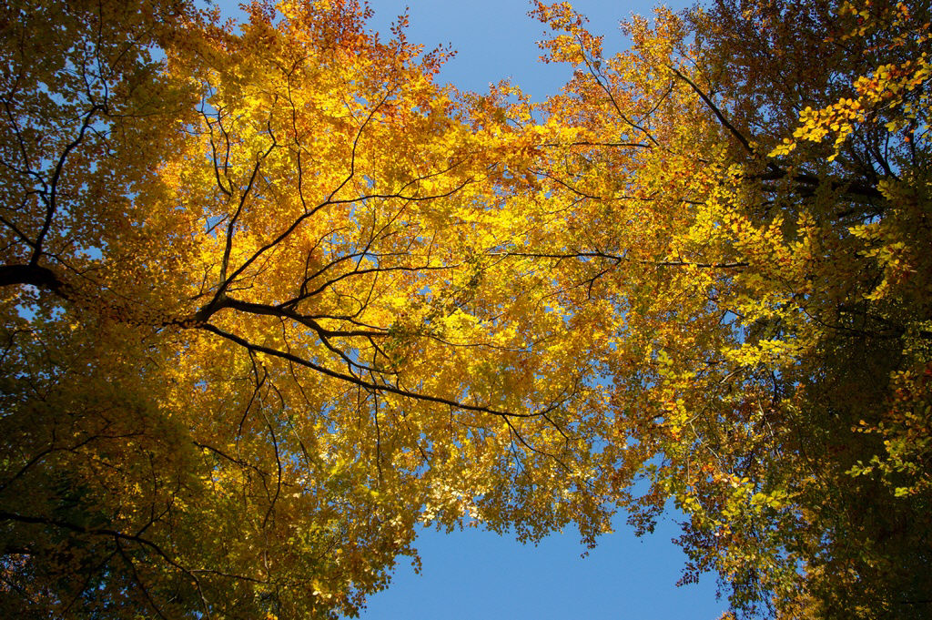 Herbstdach