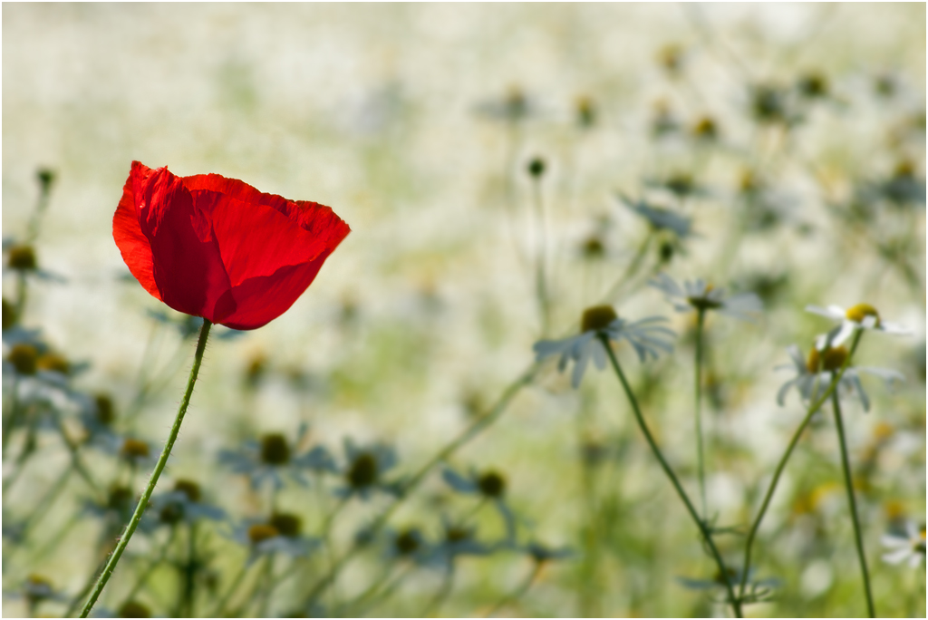 Mohn