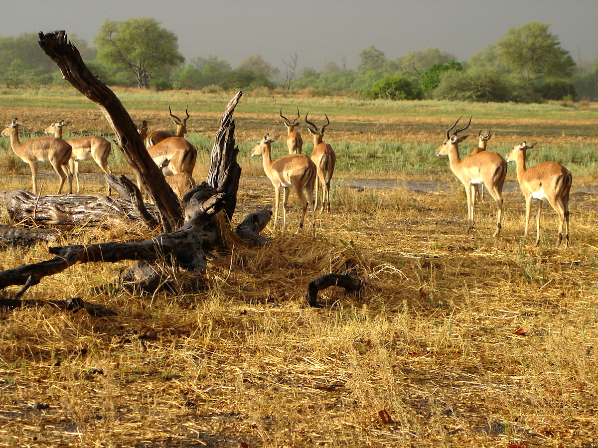 Botswana-Okavango