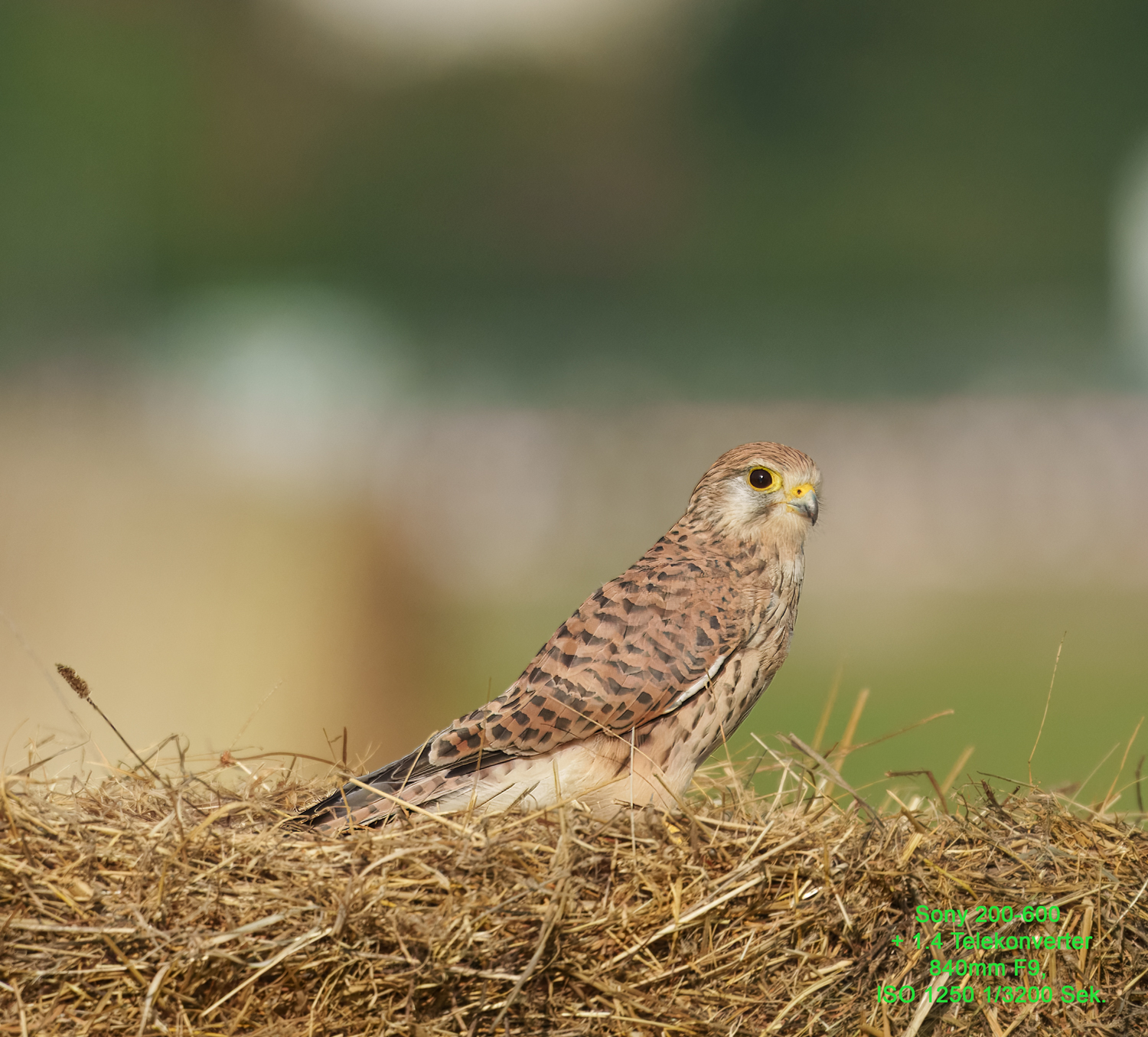 A7IV + Sony 200-600 + 1.4 Telekonverter Crop