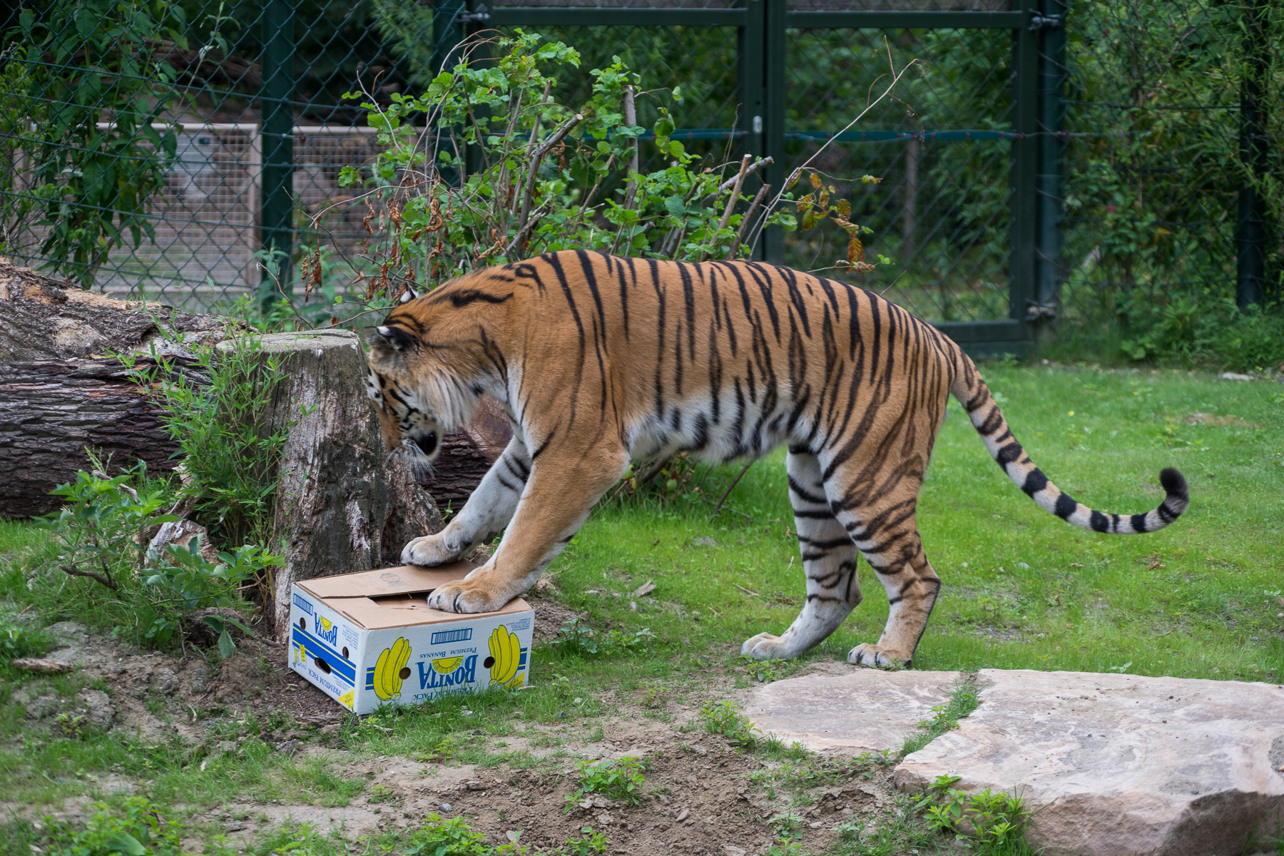 Tiger auf Kiste