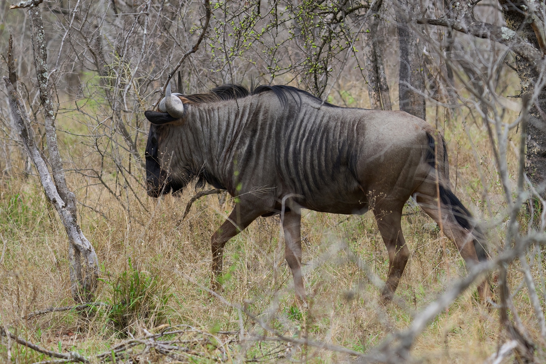 Makutsi - Björn - Gnu