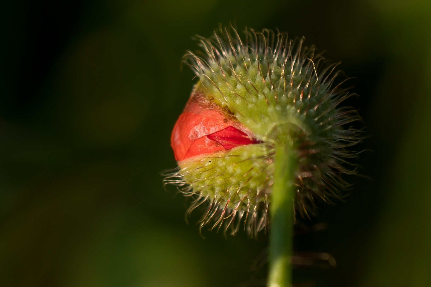 Mohn in D II