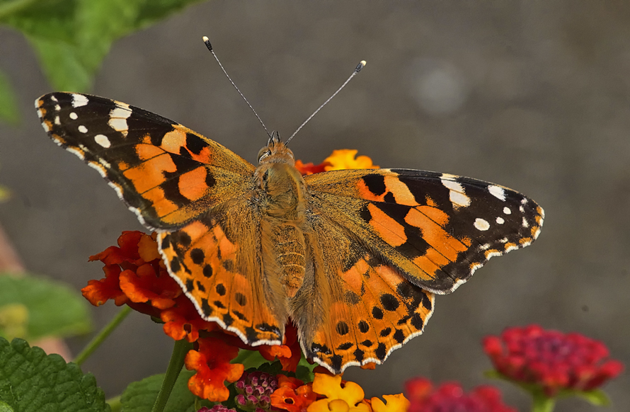 Schmetterling