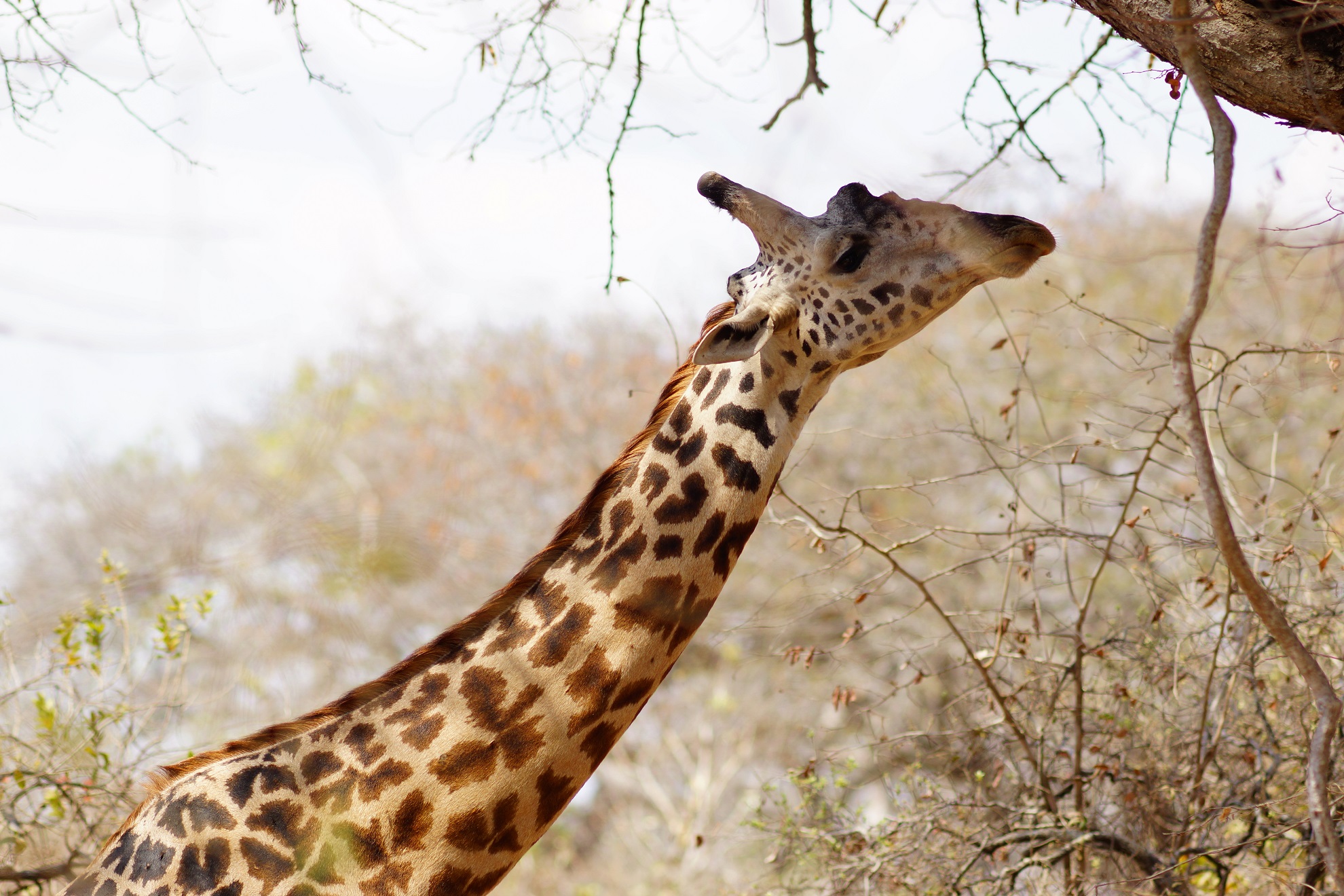 Katavi Nationalpark Tansania