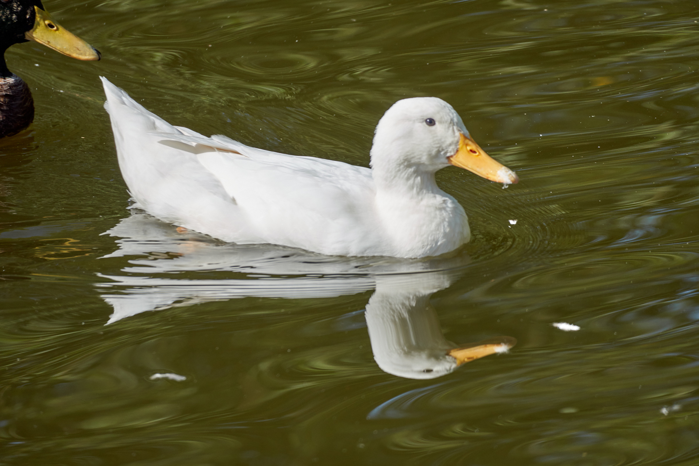 Albino1