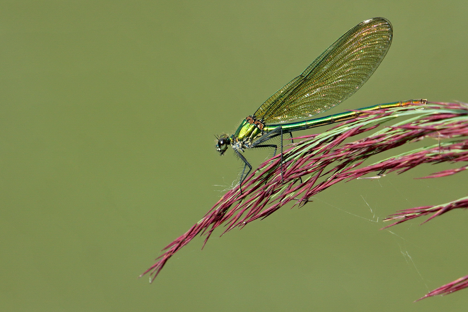 Prachtlibelle weiblich