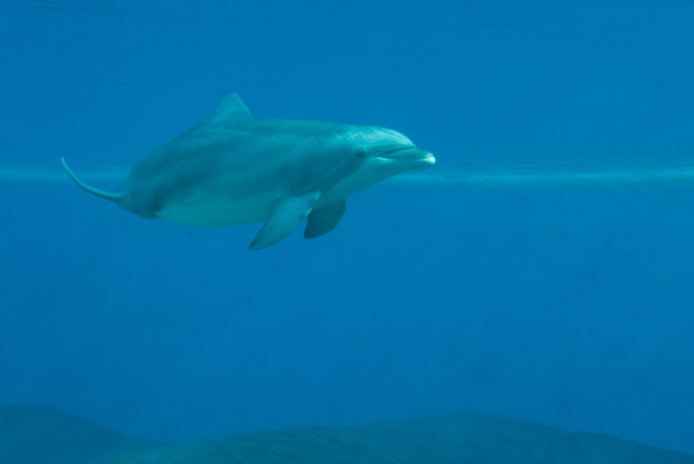 Delphin